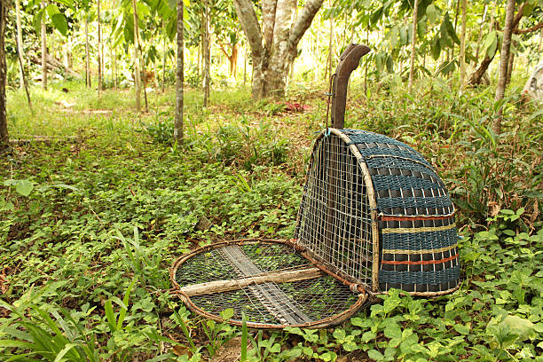 pássaro armadilha feita à mão - nakhon si thammarat - fotografias e filmes do acervo