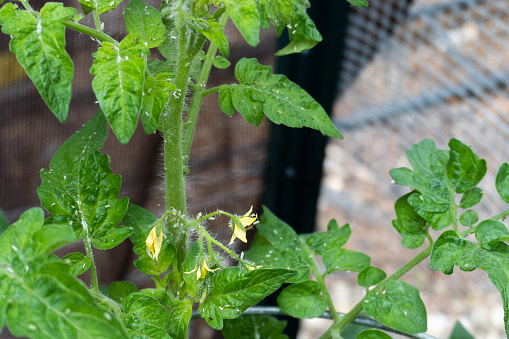 Pests crawling over the leaves and flowers of a tomato plant in a home garden in summer; aphids