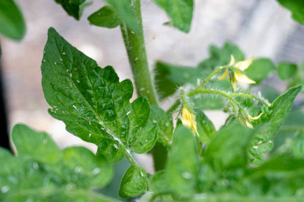 A pest covers the leaves of a tomato plant just starting to bloom in summer; aphid; close-up A pest covers the leaves of a tomato plant just starting to bloom in summer; aphid; close-up black fly photos stock pictures, royalty-free photos & images