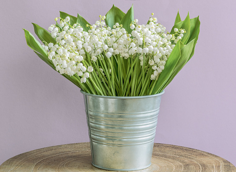 Lily of the valley - a species of herbaceous flowering plants, common in regions with a temperate climate of the Northern Hemisphere. Small white bells  in a bucket on a lilac background.