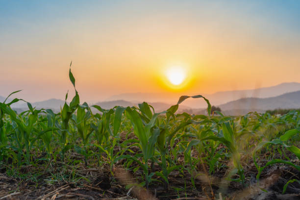 semis de maïs dans le jardin agricole avec le coucher du soleil - summer cereal plant sunlight sun photos et images de collection