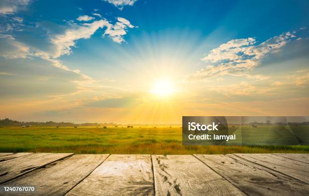 Wooden Floor Beside Green Rice Field In The Morning With Sunray Stock Photo - Download Image Now
