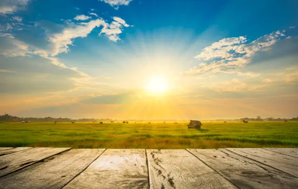 old wooden floor beside green rice field in the morning with sunray