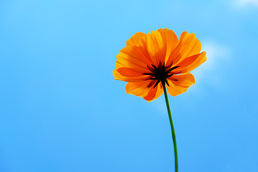 Low angle of garden cosmos flower with blue sky background