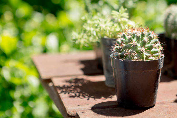 Selective focus of cactus in pot with sun light on blurred background