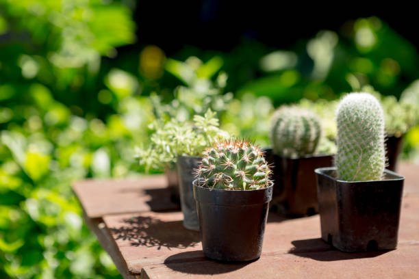 Selective focus of cactus in pot with sun light on blurred background
