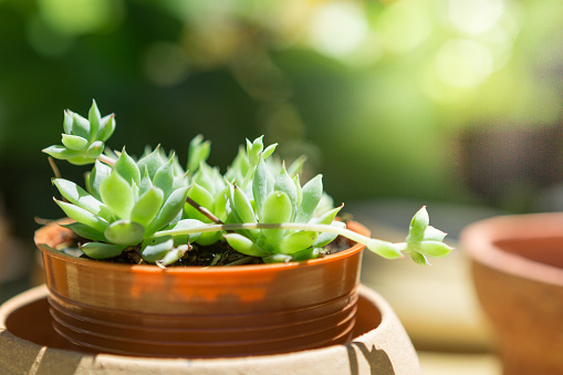 Selective focus of cactus in pot with sun light on blurred background