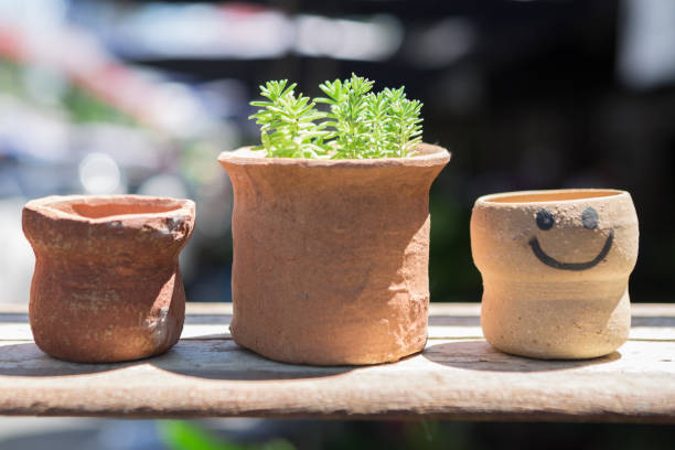 Close up of cactus in pot with sun light on blurred background