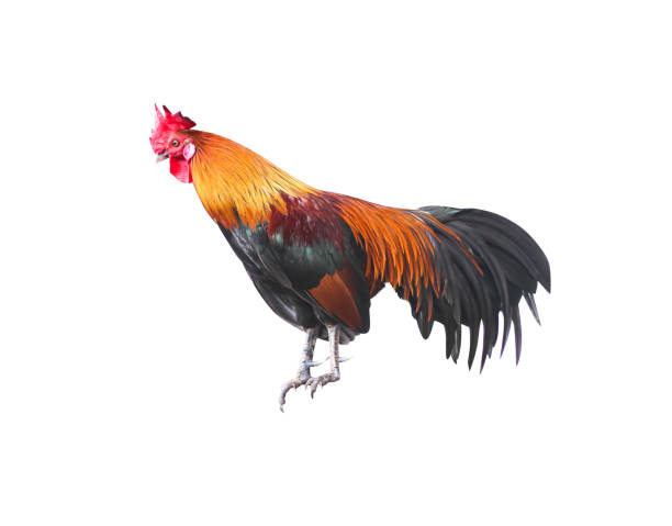 istock Cock standing isolated on white background , clipping path 1240799157