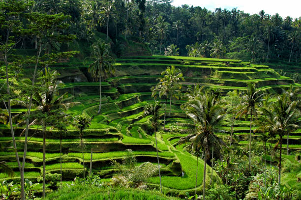 istock Rice Paddies in Bali 1240815699
