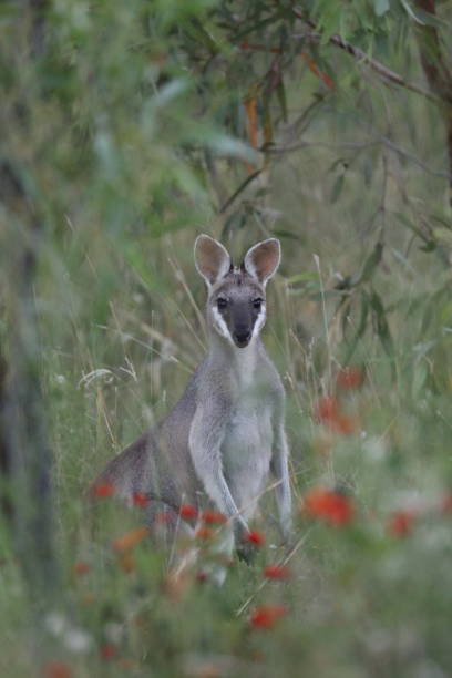 wallaby in the wild, south east queensland, australie - grandchester photos et images de collection
