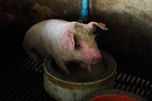 istock Healthy Newborn Piglet 1240835348