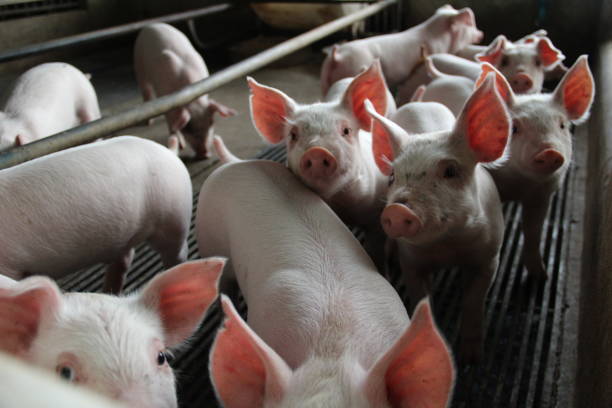 istock Healthy Newborn Piglet in farm 1240836408