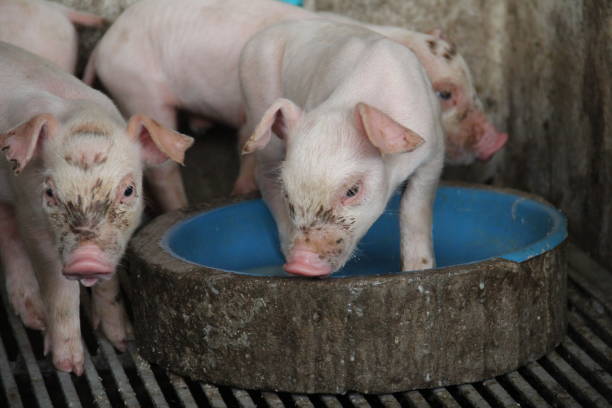 istock Healthy Newborn Piglet in farm 1240836486