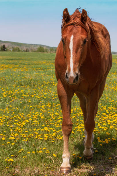istock A single horse outdoors 1240857985