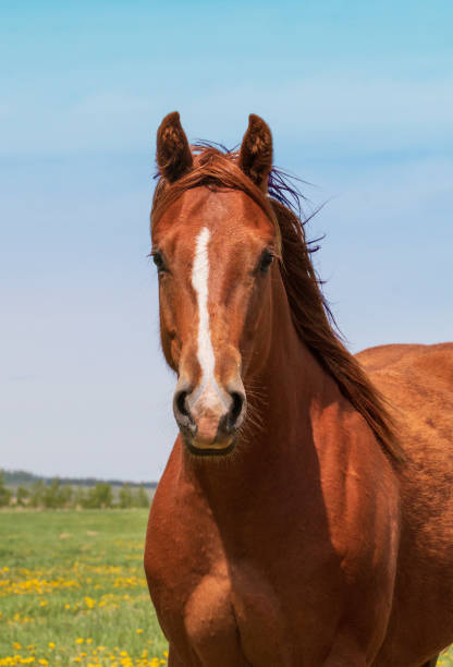 Brown horse portrait outside against blue sky