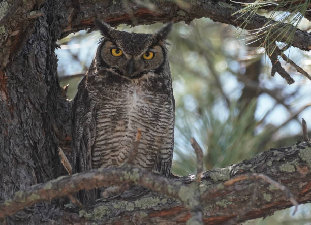 Great Horned Owl Looking at Camera stock photo