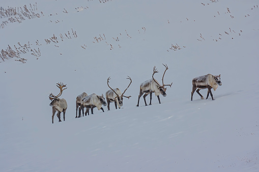 The reindeer (Rangifer tarandus), also known as the caribou in North America, is a species of deer with circumpolar distribution, native to Arctic, sub-Arctic, tundra, boreal, and mountainous regions of northern Europe, Siberia, and North America. North Slope of Alaska near Atigun Pass.