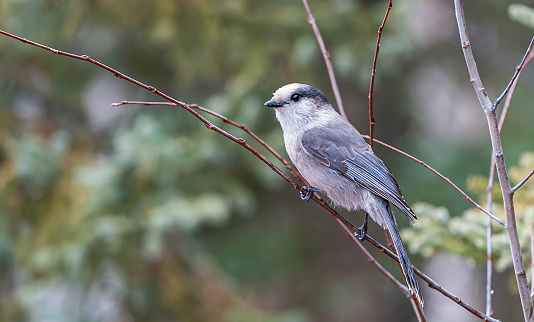The Gray Jay (Perisoreus canadensis), also Grey Jay, Canada Jay, or Whiskey Jack, is a member of the crow and jay family (Corvidae) found in the boreal forests across North America north to the tree-line. At the Artic Circle, Alaska.