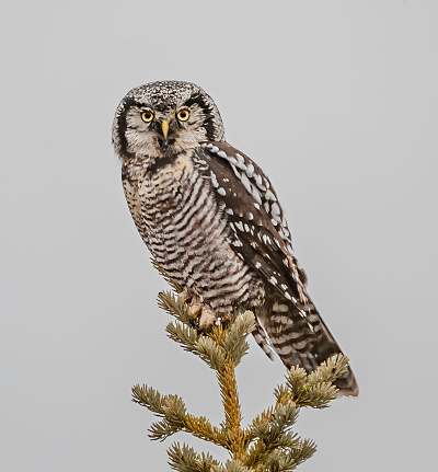 The Northern Hawk-Owl (Surnia ulula), or Northern Hawk Owl in North America, is a non-migratory owl that usually stays within its breeding range, though it sometimes irrupts southward. It is one of the few owls that is not nocturnal or crepuscular. This is the only living species in the genus Surnia of the family Strigidae, the 