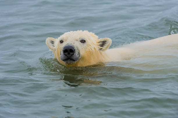 istock The polar bear (Ursus maritimus) is a bear native largely within the Arctic Circle encompassing the Arctic Ocean, its surrounding seas and surrounding land masses. Swimming in the ocean next to Barter Island, Alaska. 1240868207