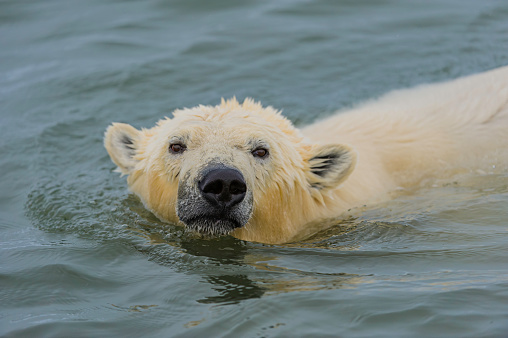 The polar bear (Ursus maritimus) is a bear native largely within the Arctic Circle encompassing the Arctic Ocean, its surrounding seas and surrounding land masses. Swimming in the ocean next to Barter Island, Alaska.