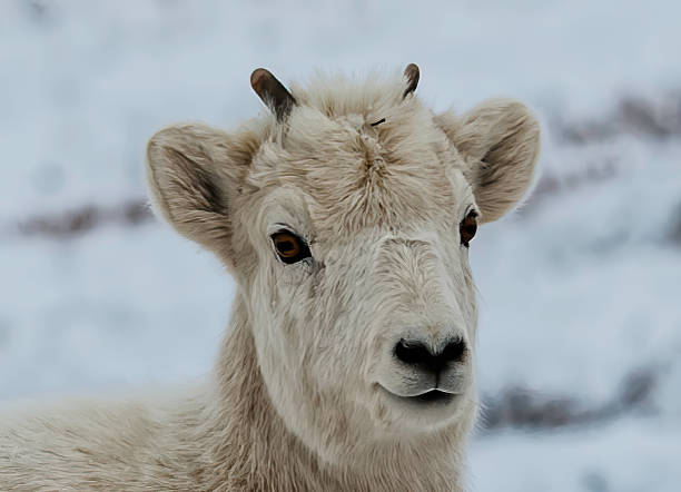 The Dall sheep (originally Dall's sheep), Ovis dalli, is a species of sheep native to northwestern North America, ranging from white to slate brown in color and having curved yellowish brown horns. North Slope of Alaska near Atigun Pass. la oveja dall (originalmente ovejas de dall), ovis dalli, es una especie de oveja nativa del noroeste de américa del norte, que van desde el blanco hasta el marrón pizarra en color y con cuernos marrones amarillentos curvos. pendiente norte de alaska cer