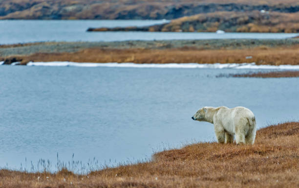 l'orso polare (ursus maritimus) è un orso originario in gran parte del circolo polare artico che comprende l'oceano artico, i suoi mari circostanti e le masse terrestri circostanti. sulla spiaggia di barter island in attesa che il mare si congeli per cons - north slope foto e immagini stock