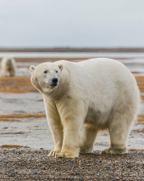 istock The polar bear (Ursus maritimus) is a bear native largely within the Arctic Circle encompassing the Arctic Ocean, its surrounding seas and surrounding land masses. On the beach at Barter Island waiting for the sea to freeze to allow hunting of seals from 1240868745