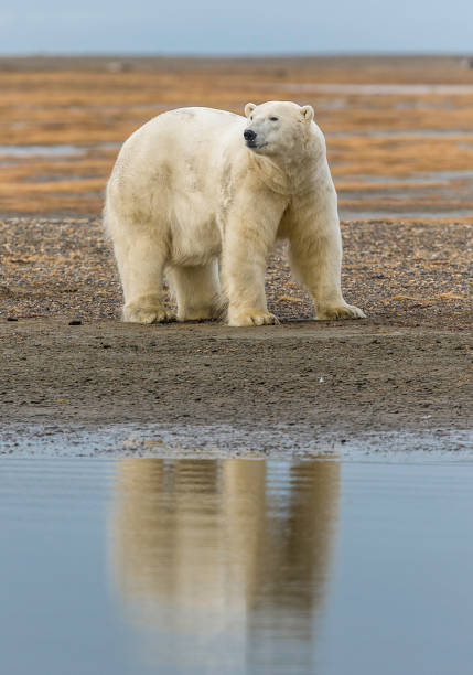 l'orso polare (ursus maritimus) è un orso originario in gran parte del circolo polare artico che comprende l'oceano artico, i suoi mari circostanti e le masse terrestri circostanti. sulla spiaggia di barter island in attesa che il mare si congeli per cons - north slope foto e immagini stock