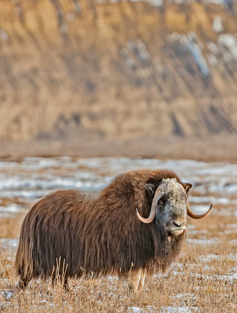 The muskox (Ovibos moschatus, musk ox) is an Arctic mammal of the family Bovidae, noted for its thick coat and for the strong odor emitted by males, from which its name derives. This musky odor is used to attract females during mating season.North Slope o stock photo