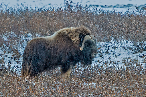 The muskox (Ovibos moschatus, musk ox) is an Arctic mammal of the family Bovidae, noted for its thick coat and for the strong odor emitted by males, from which its name derives. This musky odor is used to attract females during mating season.North Slope of Alaska; near Prudue Bay