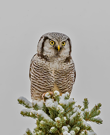 The Northern Hawk-Owl (Surnia ulula), or Northern Hawk Owl in North America, is a non-migratory owl that usually stays within its breeding range, though it sometimes irrupts southward. It is one of the few owls that is not nocturnal or crepuscular. This is the only living species in the genus Surnia of the family Strigidae, the 