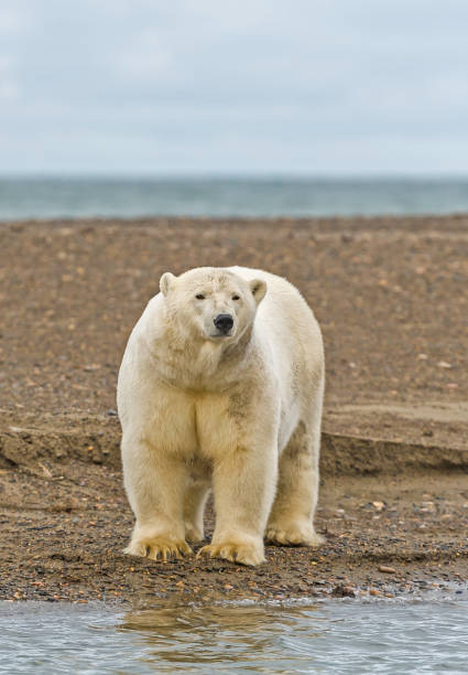 istock The polar bear (Ursus maritimus) is a bear native largely within the Arctic Circle encompassing the Arctic Ocean, its surrounding seas and surrounding land masses. On the beach at Barter Island waiting for the sea to freeze to allow hunting of seals from 1240869773