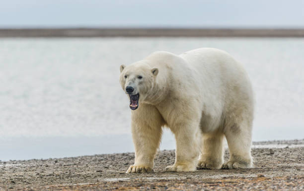 The polar bear (Ursus maritimus) is a bear native largely within the Arctic Circle encompassing the Arctic Ocean, its surrounding seas and surrounding land masses. On the beach at Barter Island waiting for the sea to freeze to allow hunting of seals from the ice. Kaktovik el oso polar (ursus maritimus) es un oso nativo en gran parte dentro del círculo polar que abarca el océano ártico, sus mares circundantes y las masas terrestres circundantes. en la playa de barter island a la espera de que el mar se congele para permit