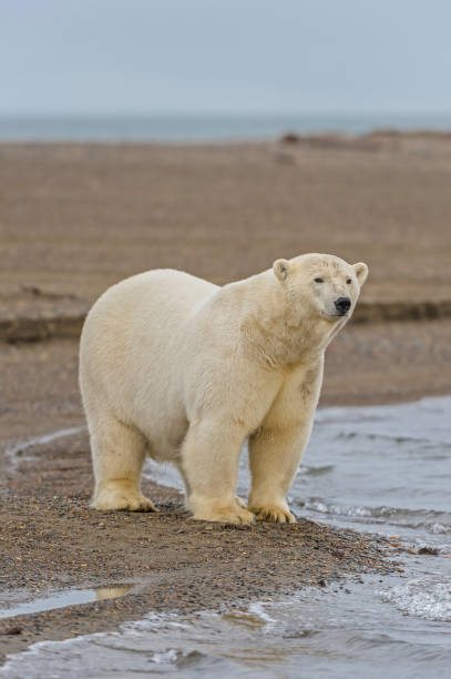 istock The polar bear (Ursus maritimus) is a bear native largely within the Arctic Circle encompassing the Arctic Ocean, its surrounding seas and surrounding land masses. On the beach at Barter Island waiting for the sea to freeze to allow hunting of seals from 1240870288