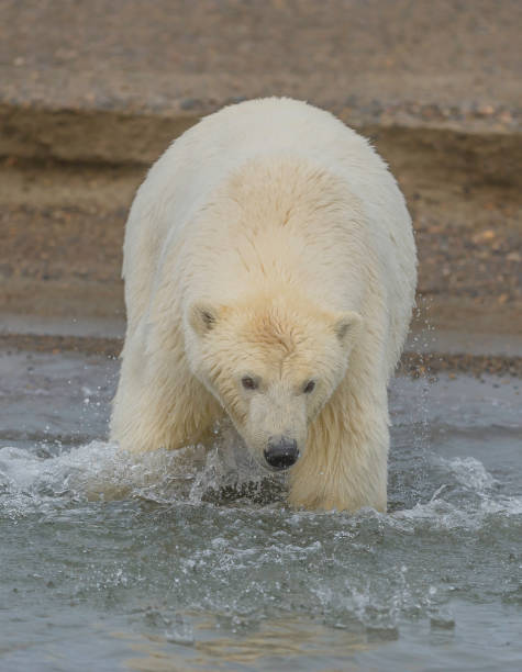 l’ours polaire (ursus maritimus) est un ours originaire en grande partie dans le cercle arctique englobant l’océan arctique, ses mers environnantes et les masses terrestres environnantes. sur la plage de l’île barter en attente de gel de la mer pou - wading alaska usa fur photos et images de collection