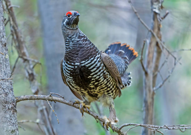 The Spruce Grouse or Canada Grouse (Falcipennis canadensis) is a medium-sized grouse closely associated with the coniferous boreal forests or taiga of North America. It is one of the most arboreal grouse, fairly well adapted to perching and moving about in trees. Wiseman. Alaska