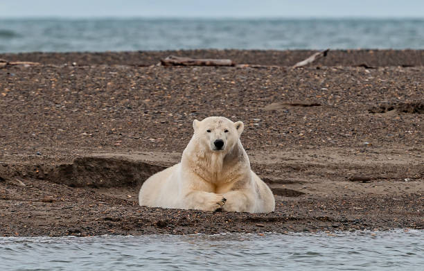 The polar bear (Ursus maritimus) is a bear native largely within the Arctic Circle encompassing the Arctic Ocean, its surrounding seas and surrounding land masses. On the beach at Barter Island waiting for the sea to freeze to allow hunting of seals from the ice. Kaktovik el oso polar (ursus maritimus) es un oso nativo en gran parte dentro del círculo polar que abarca el océano ártico, sus mares circundantes y las masas terrestres circundantes. en la playa de barter island a la espera de que el mar se congele para permit