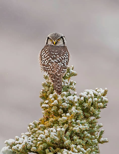 el búho halcón norte (surnia ulula), o búho halcón del norte en américa del norte, es un búho no migratorio que generalmente permanece dentro de su rango de reproducción, aunque a veces irrumpe hacia el sur. es uno de los pocos búhos que no es noct - brooks range fotografías e imágenes de stock