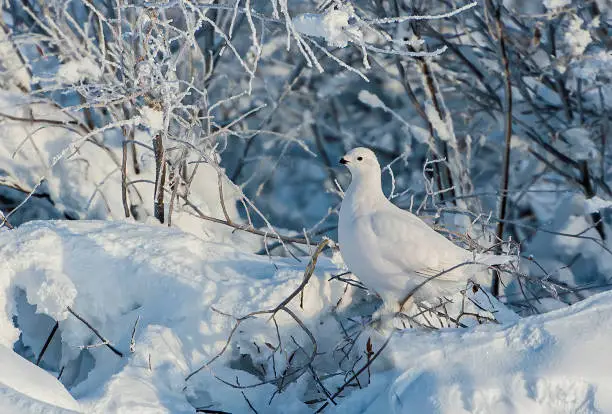 The Willow Ptarmigan (Lagopus lagopus), Willow Grouse is a bird of the grouse subfamily. It is a sedentary species, breeding in birch and other forests  in the tundra of  Alaska and northern Canada. It is the state bird of Alaska. Winter in the Brooks Range so the bird is all white to match the snow.