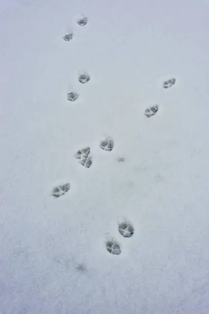 The red fox tracks (Vulpes vulpes) is the largest of the true foxes and the most geographically spread member of the Carnivora, being distributed across the entire Northern Hemisphere from the Arctic Circle to North Africa, Central America and Asia. Its range has increased alongside human expansion, having been introduced to Australia, where it is considered harmful to native mammal and bird populations. North Slope of Alaska, Alaska. Tracks in the snow.