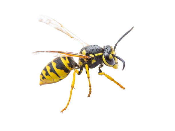 istock Yellow Jacket Wasp Insect Isolated on White Background 1240877460