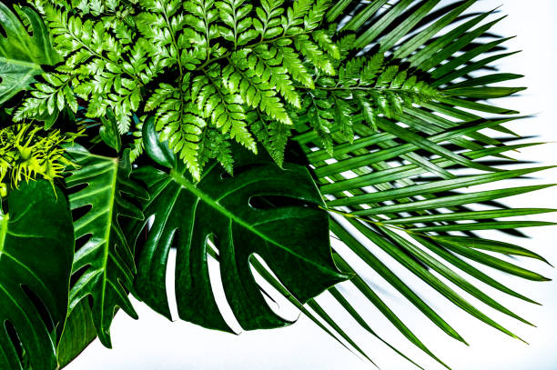 istock Monstera leaves and fern leaves 1240879496