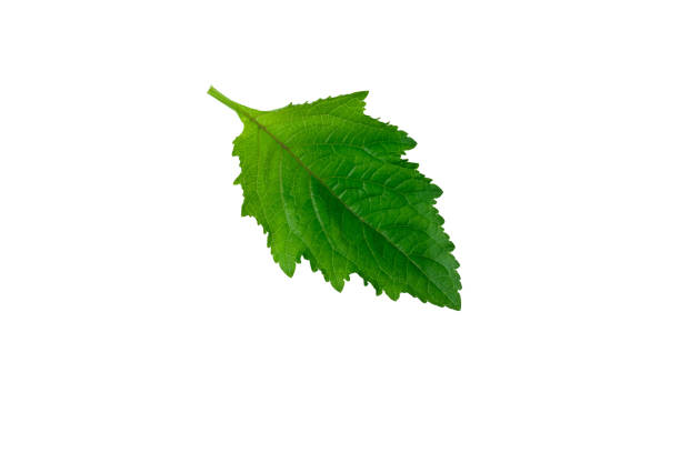 istock Galeopsis tetrahit (common hemp-nettle) leaf isolated on white background 1240882550