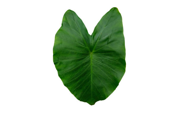 istock xanthosoma sagittifolium schott / tania leaf isolated on white background 1240883055