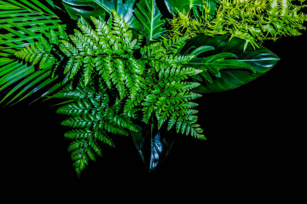 istock Monstera leaves and fern leaves 1240883068