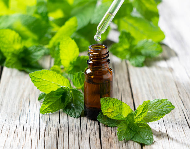 istock Mint essential oil and mint leaves set against the backdrop of an old tree 1240884607