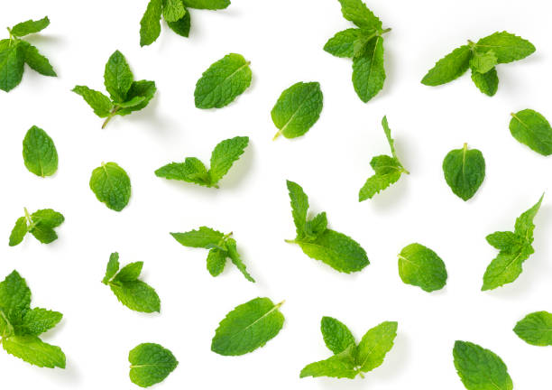 istock A lot of mint leaves on a white background 1240887159