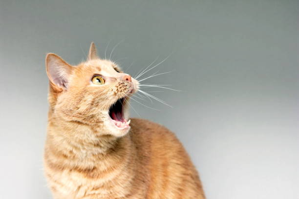 die überraschte katze. das staunen der katze. öffnen sie ihren mund überraschend. ein extremer grad an überraschung. erschrockene katze. seien sie unter schock. stupor. - vocalizing stock-fotos und bilder